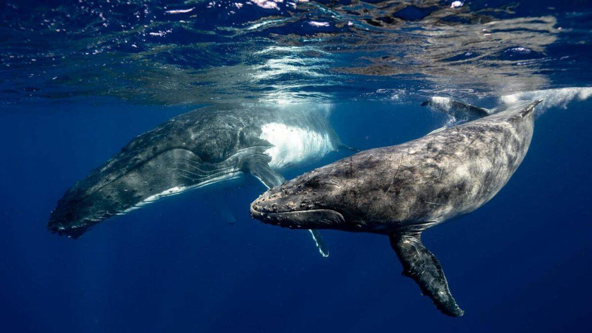 Deux baleines nageant gracieusement sous la surface de l’océan, leurs corps massifs glissant facilement dans l’eau.