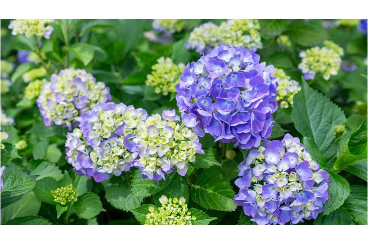 hortensia