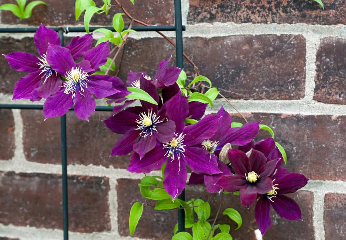 Clématite violette de Rosemoor