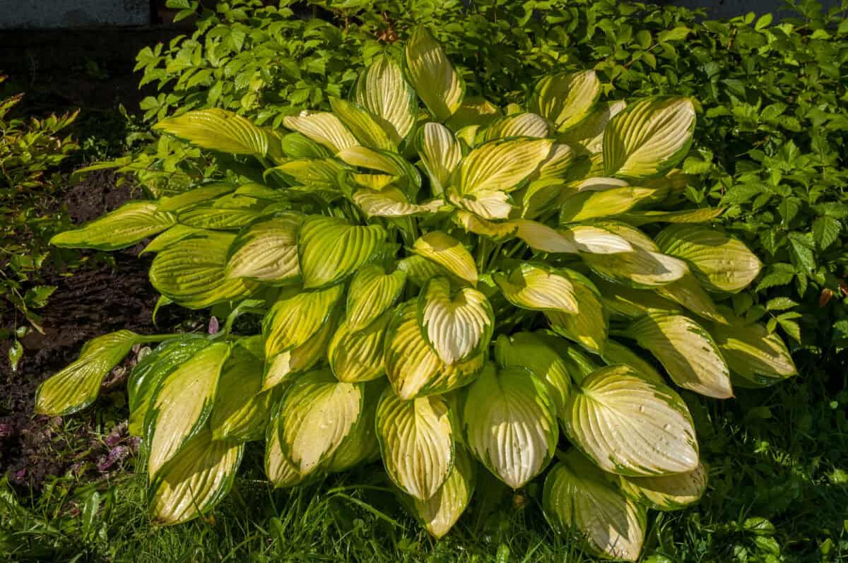 Hosta aux feuilles jaunes dans le jardin
