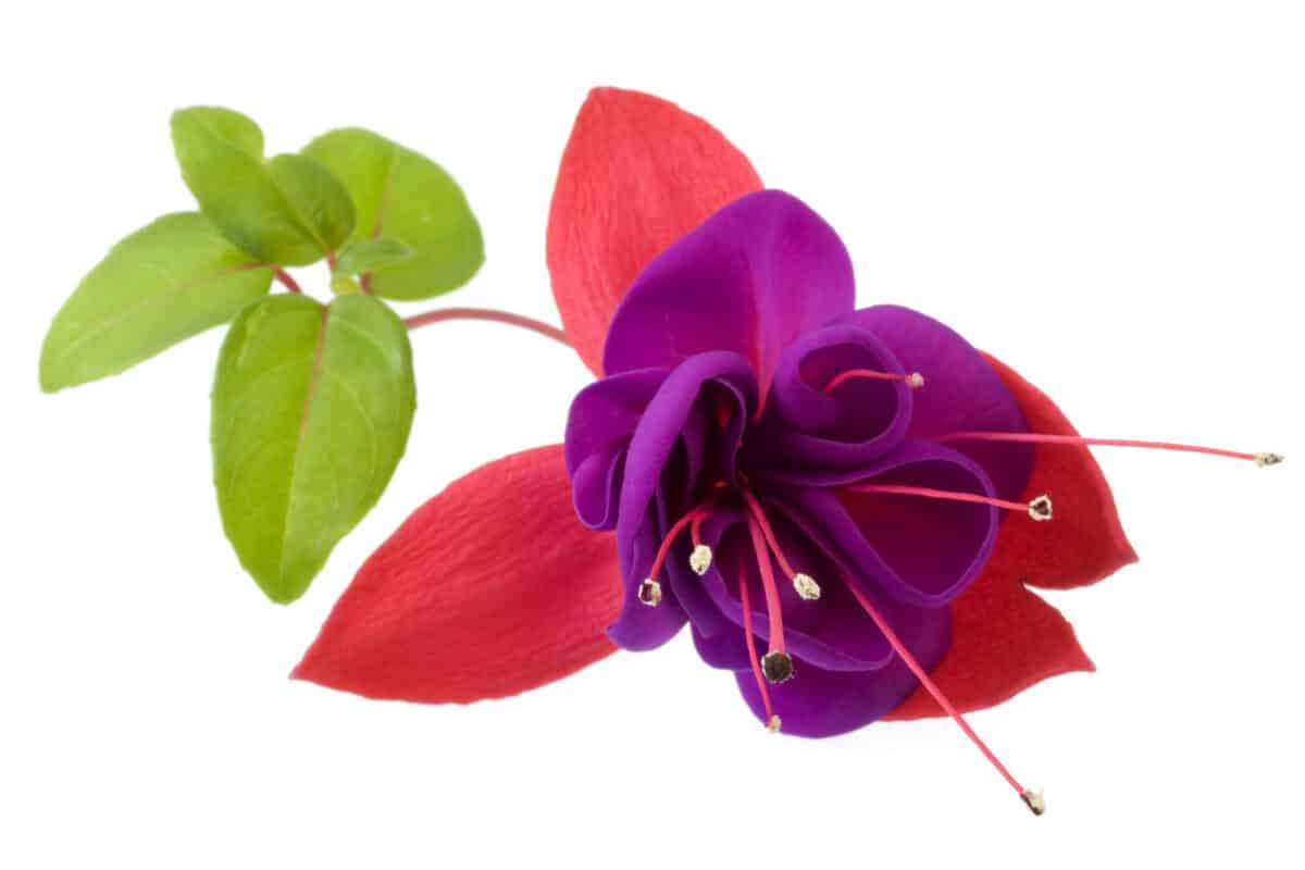 Macro de fleur fuchsia yeux sombres