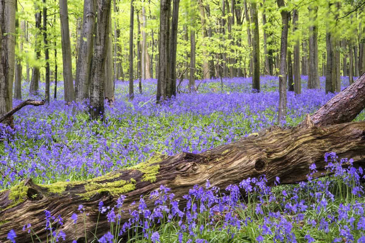 Magnifique tapis de fleurs de jacinthes dans le paysage forestier printanier