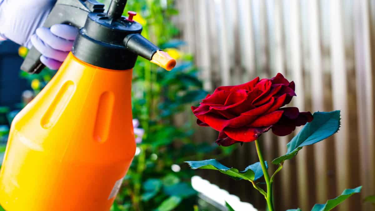 Rose pulvérisée pour se protéger contre les pesticides.