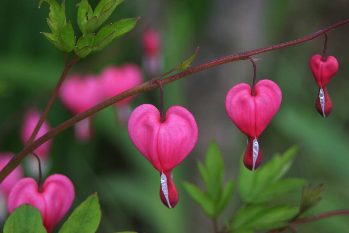 Fleur de coeur qui saigne