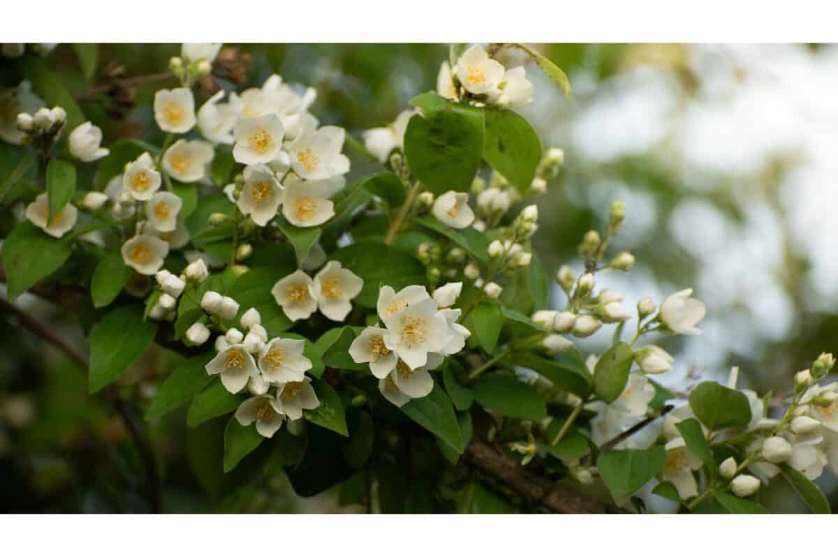 jasmin