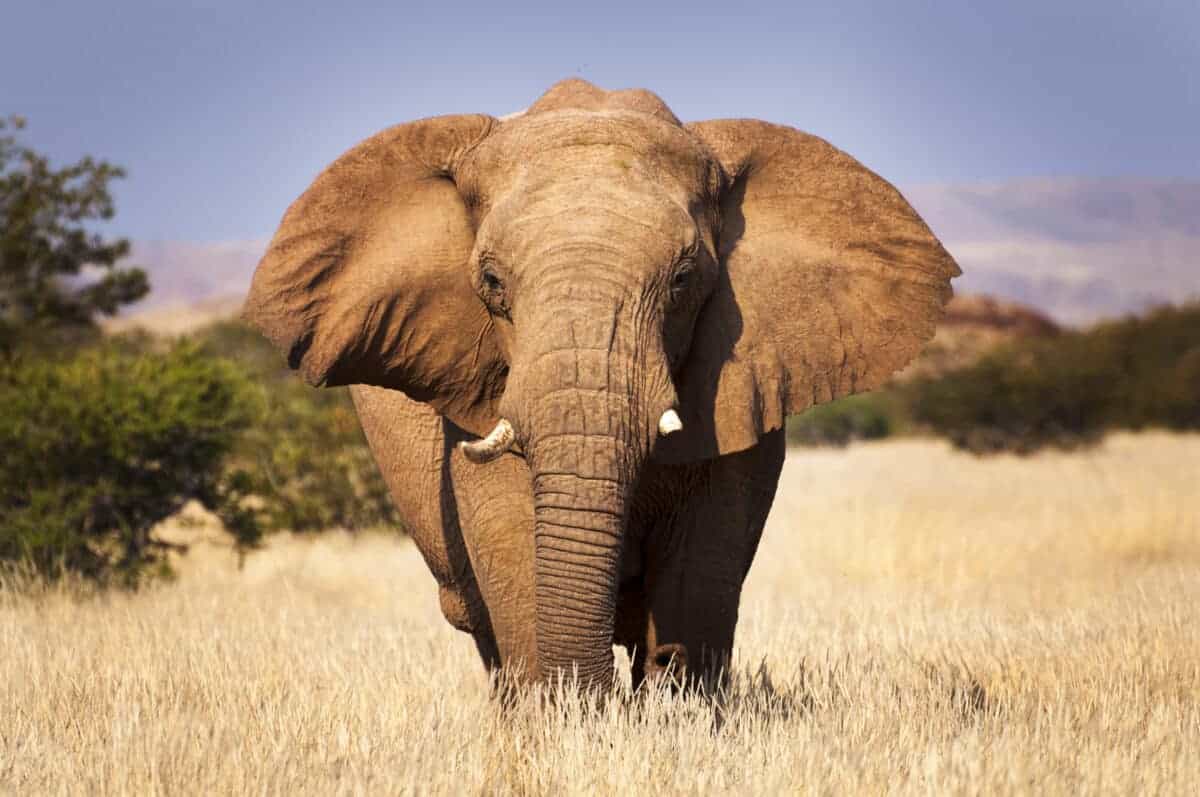éléphant