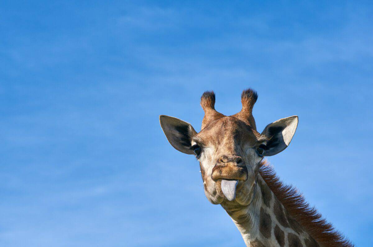 girafe
