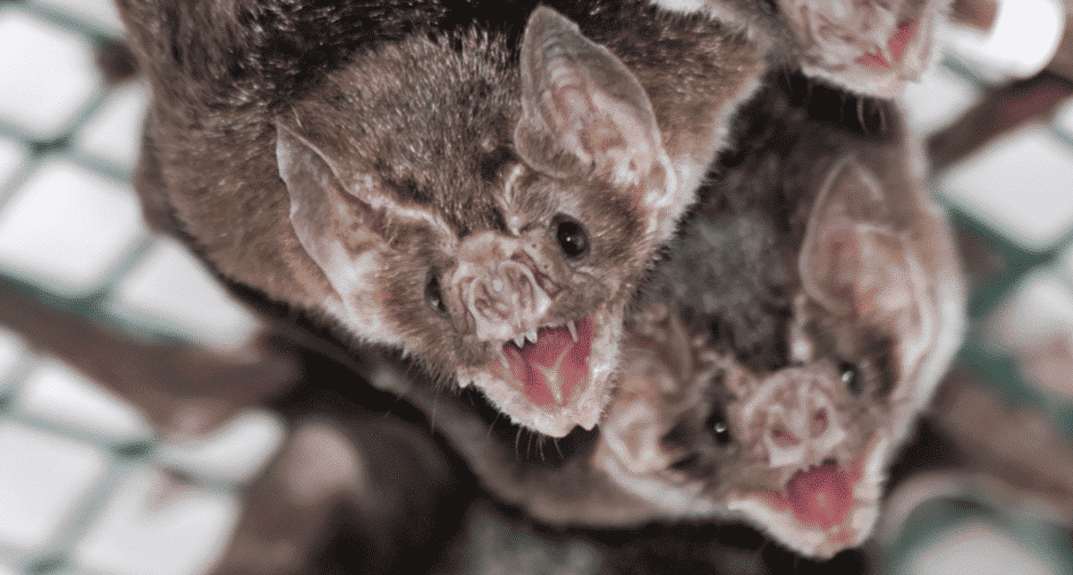chauves-souris vampires