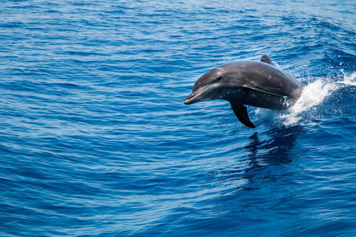 Un grand dauphin surfant seul sur les vagues.