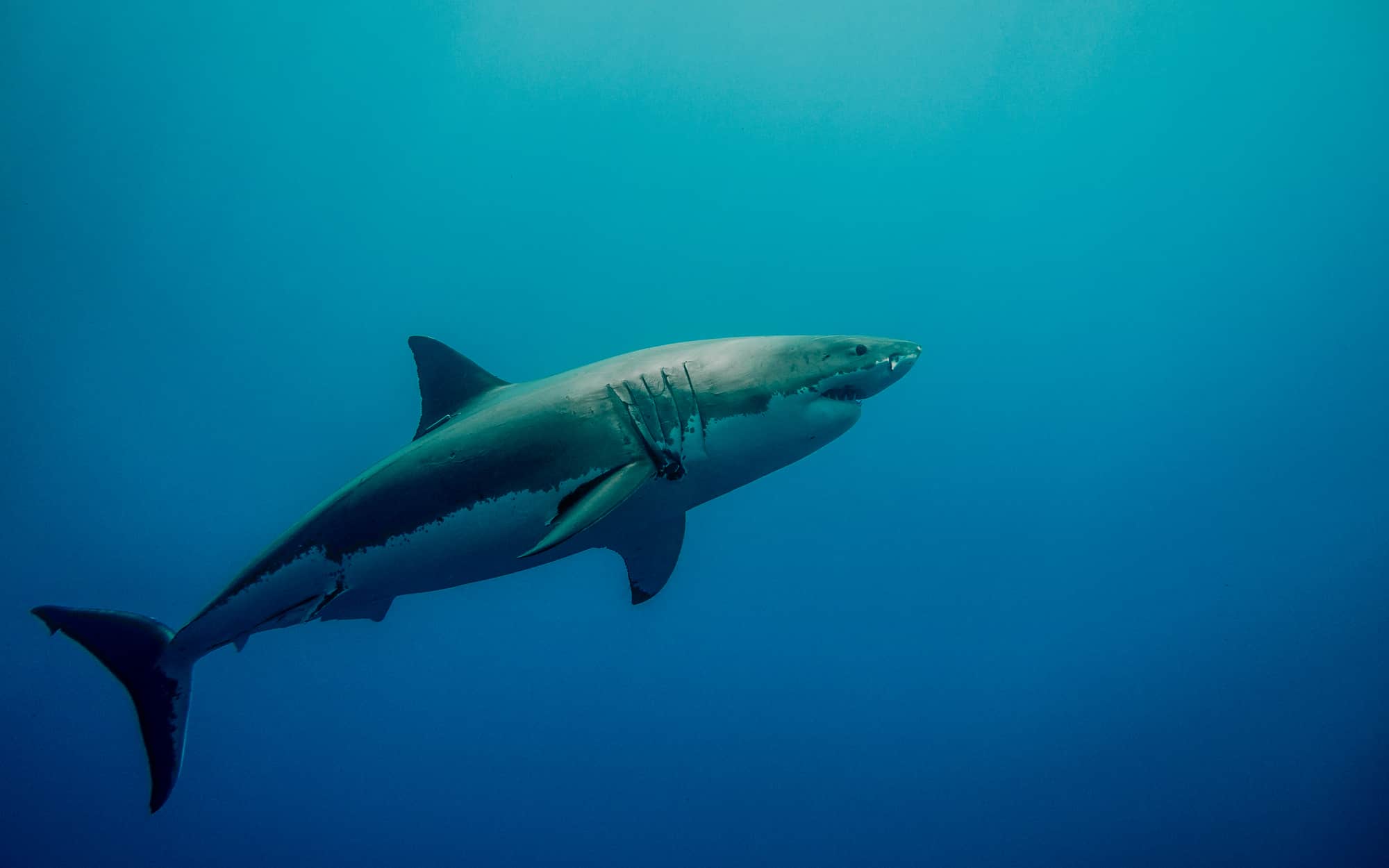 Tagué grand requin blanc dans l'océan bleu