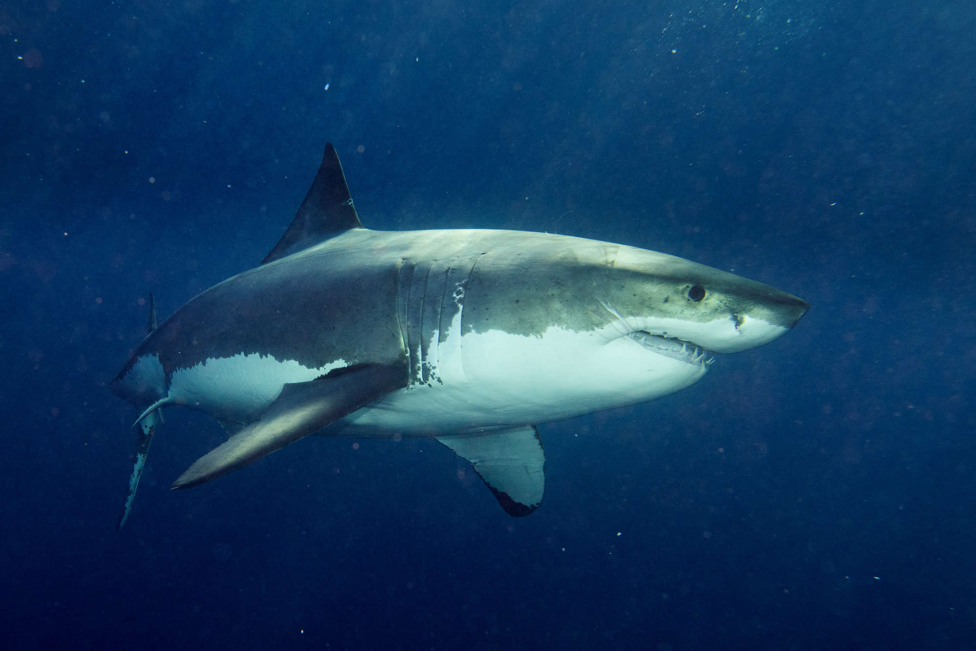 Grand requin blanc