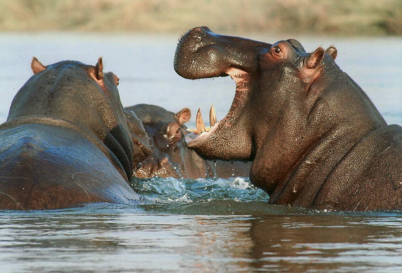 Hippopotames
