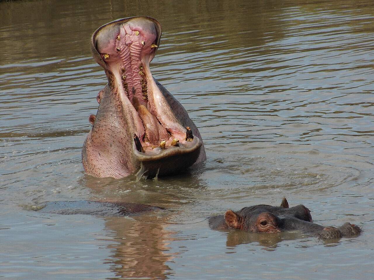 hippopotame
