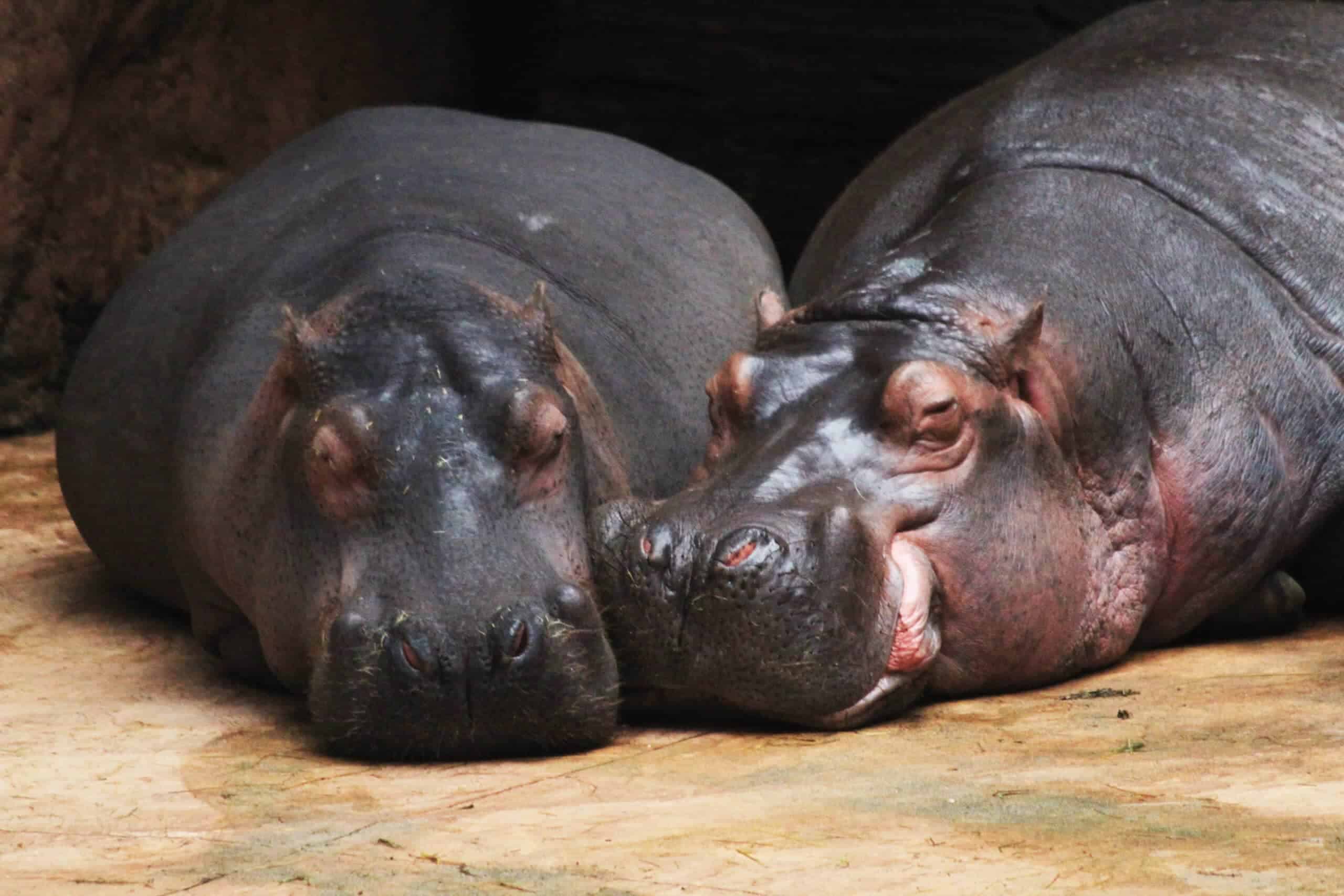 Bébé Hippo rencontre un hippopotame pour la première fois.