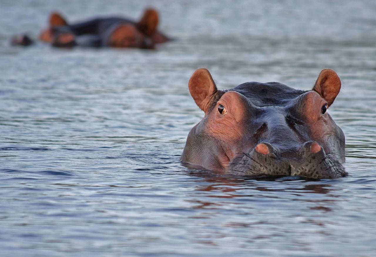 Hippopotame