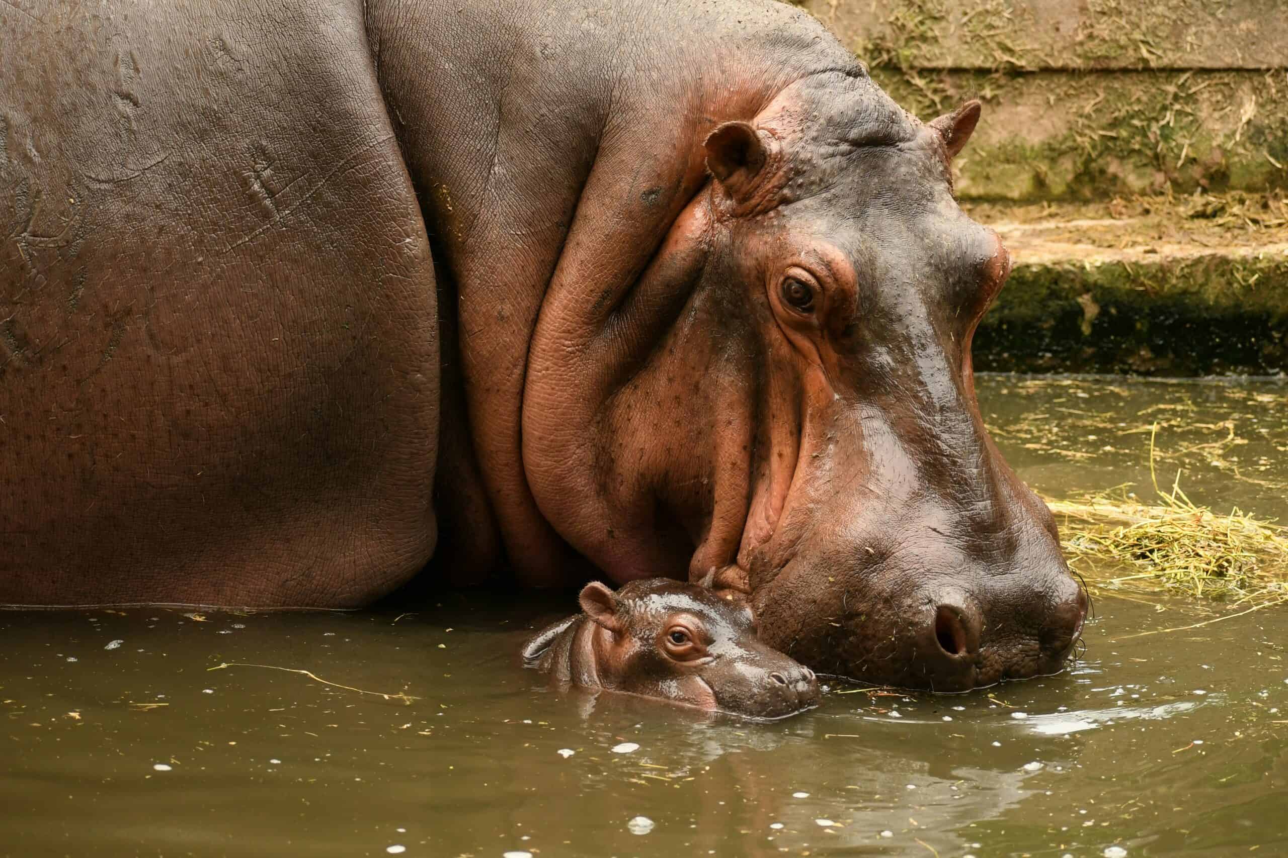 hippopotame
