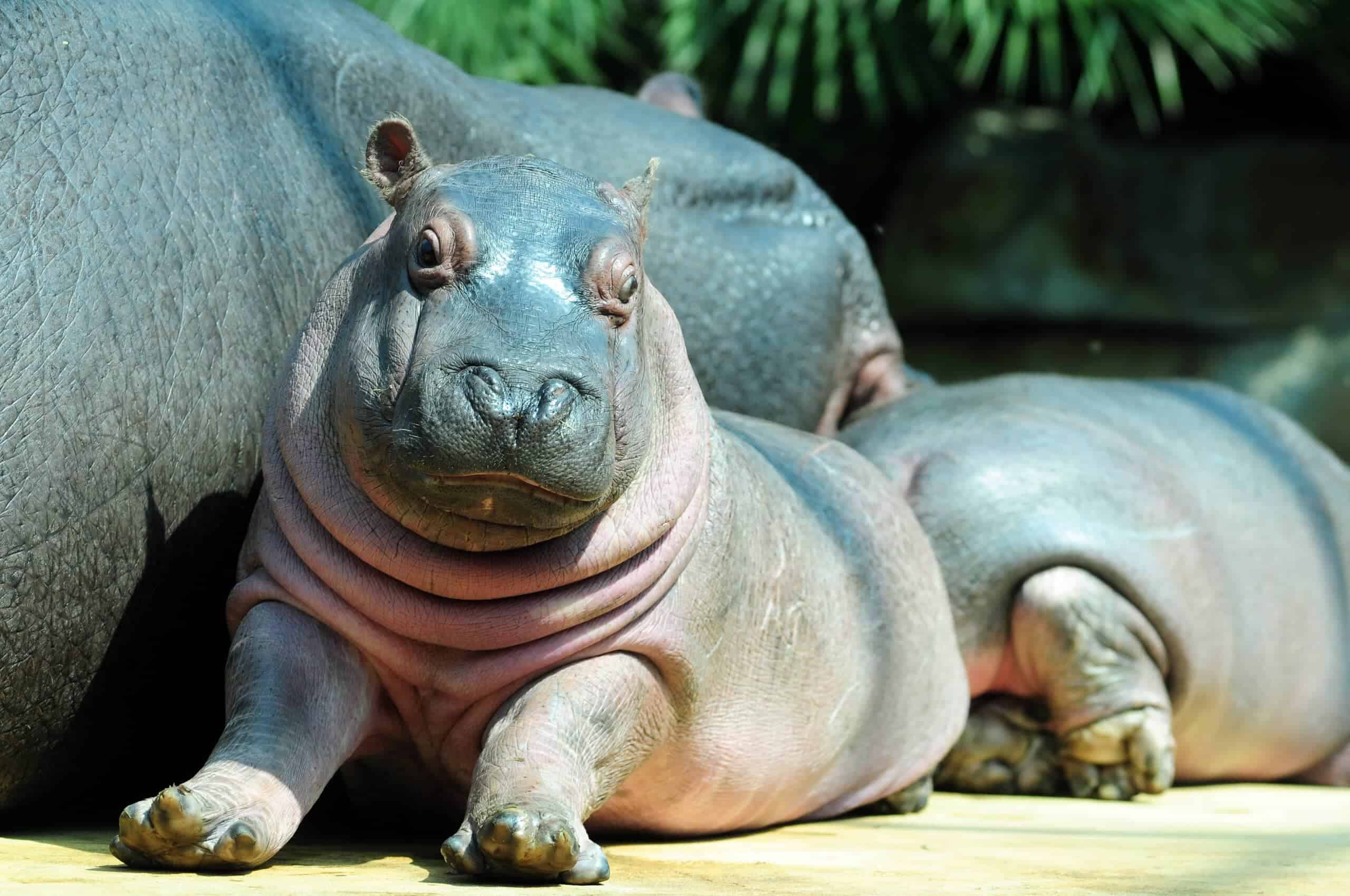 Bébé Hippo rencontre un hippopotame pour la première fois.