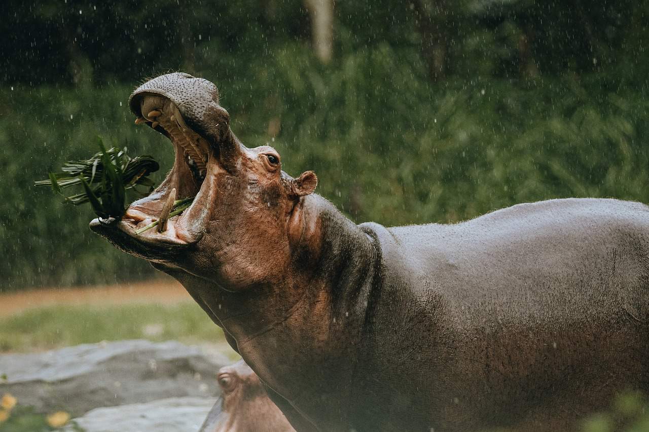 hippopotame