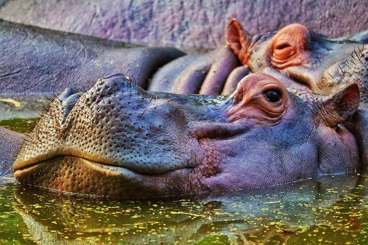 hippopotame, l'un des animaux les plus dangereux 