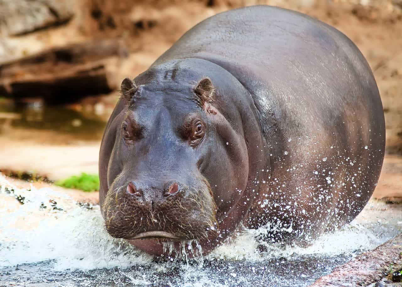 hippopotame, l'un des animaux les plus dangereux 