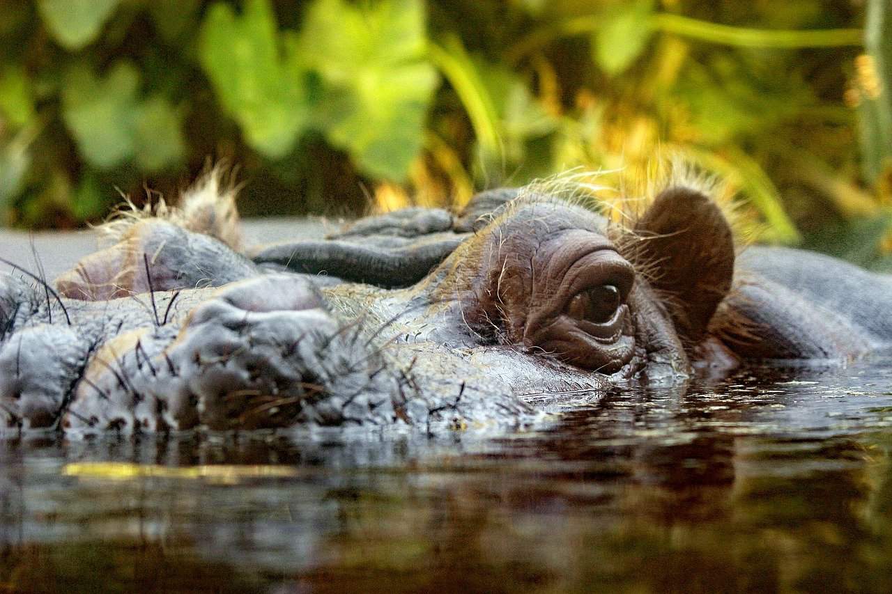 hippopotame, l'un des animaux les plus dangereux 