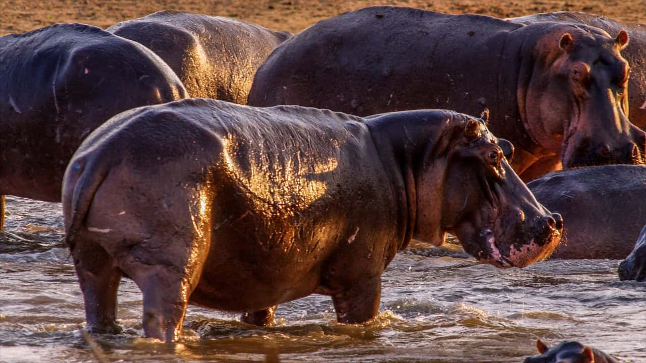 hippopotame, l'un des animaux les plus dangereux 