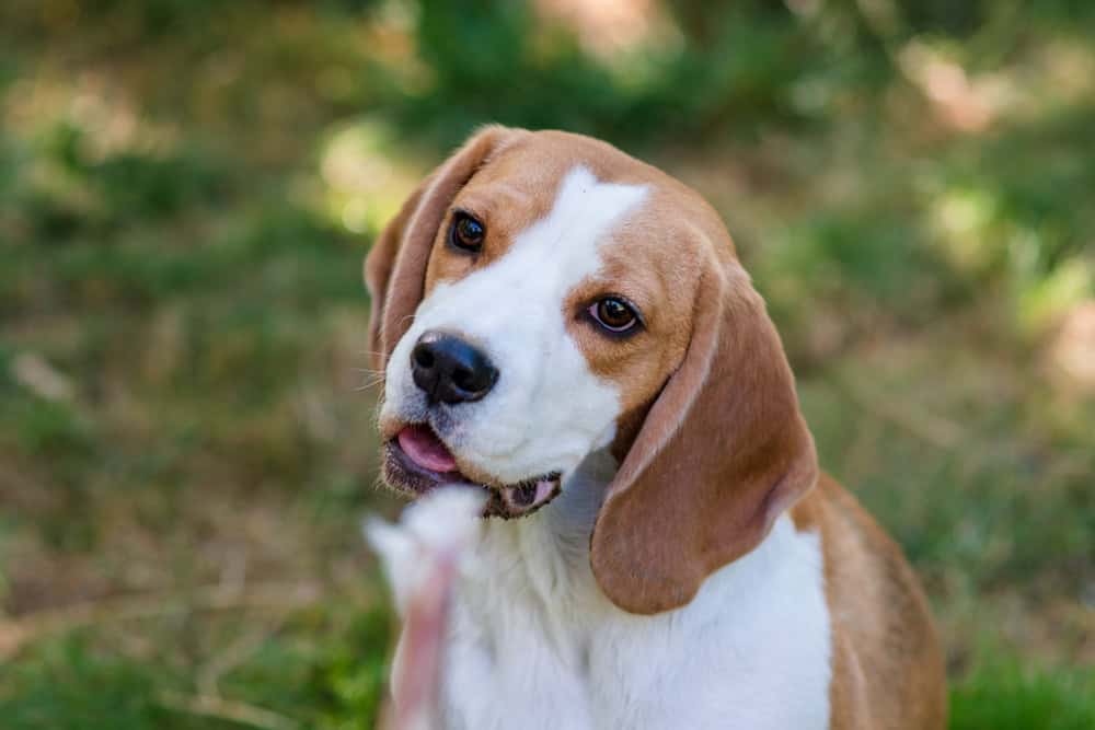 Portrait d'un mignon chien beagle sur une pelouse verte