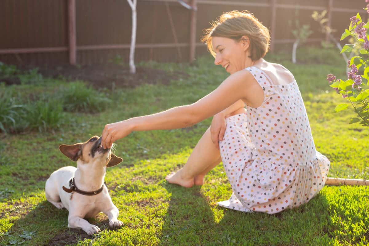 Femme joyeuse et positive jouant avec son chien bien-aimé Jack Russell Terrier dans la cour de sa maison de campagne par une journée d'été ensoleillée. Concept d'amour pour les animaux et les loisirs familiaux
