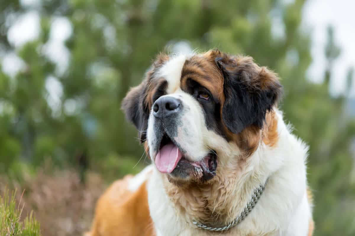 Saint-Bernard