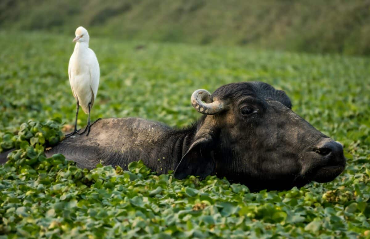 oiseau buffle