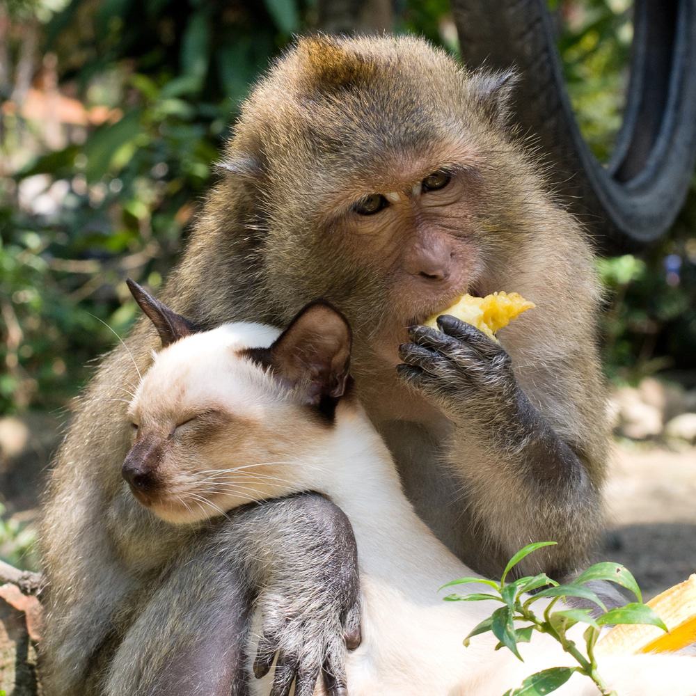 singe et chat