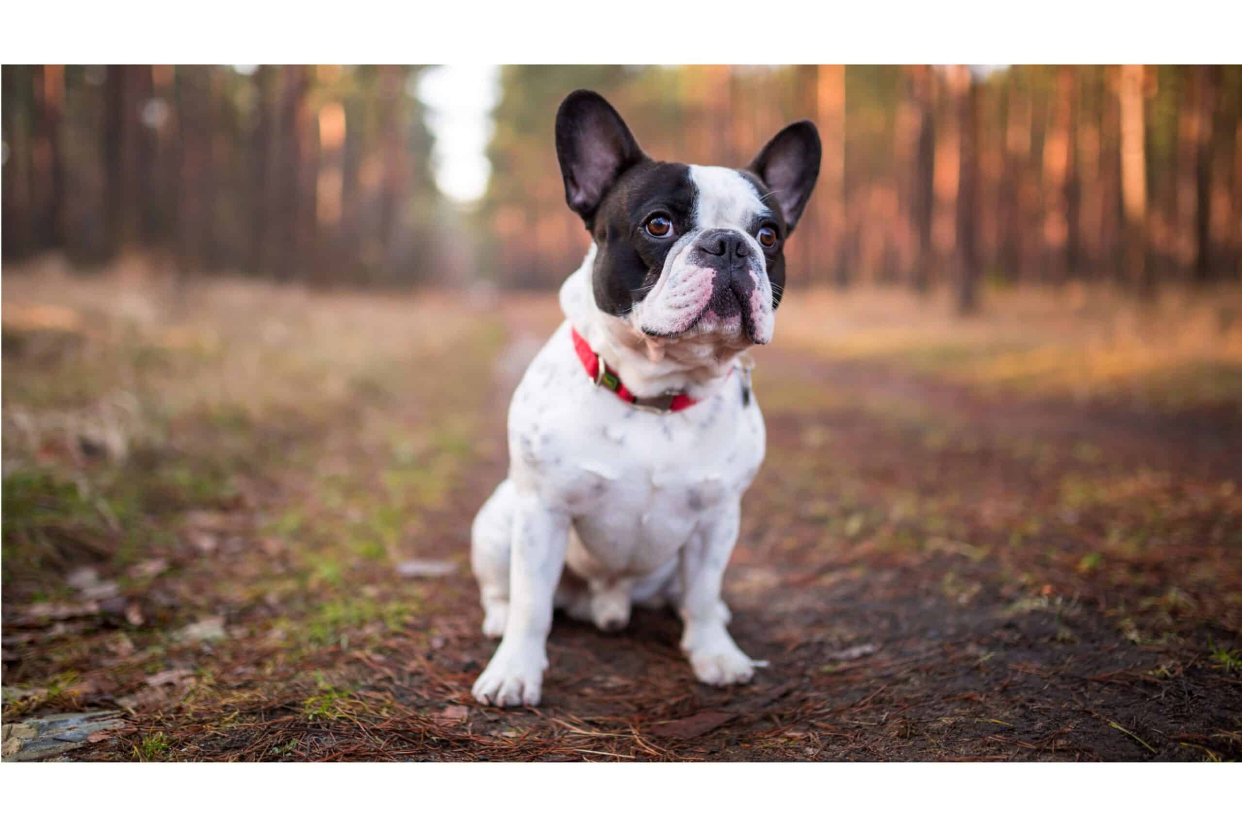bouledogue français