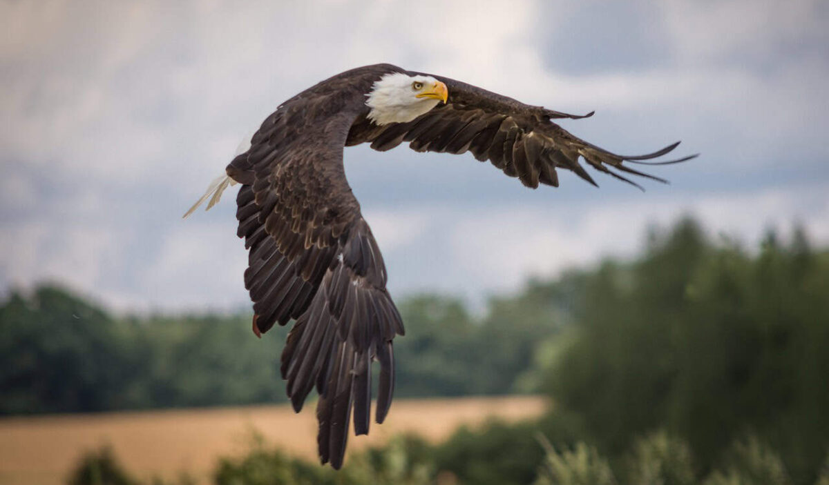 Pygargue à tête blanche volant haut.