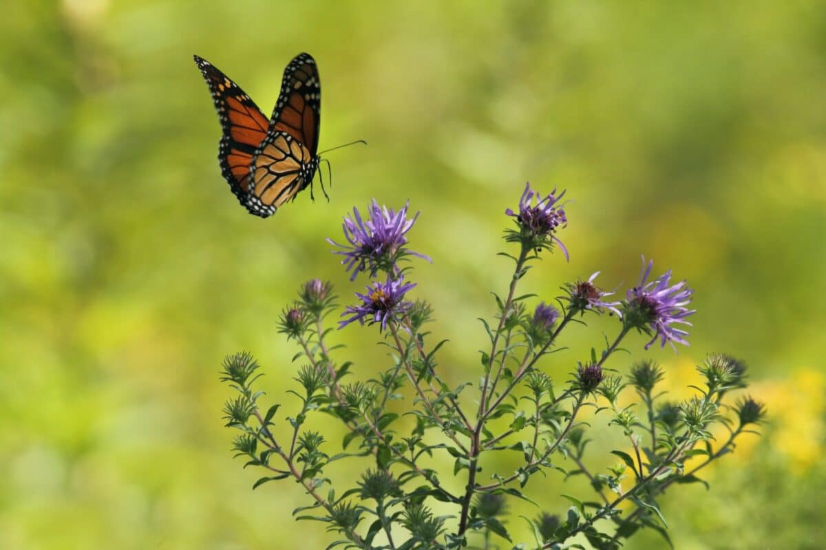 papillon monarque se nourrissant de fleurs violettes