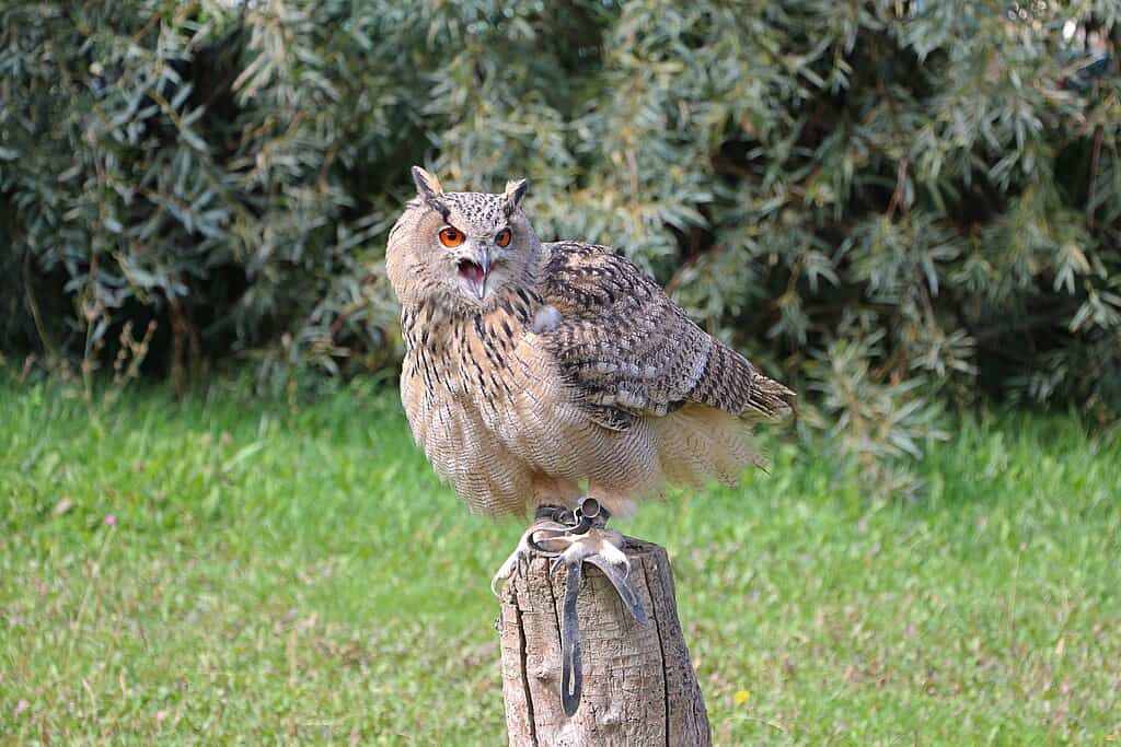 Hibou d'Amérique