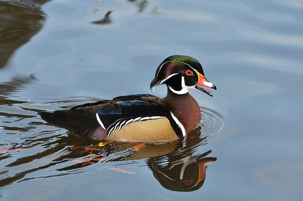 Canard branchu