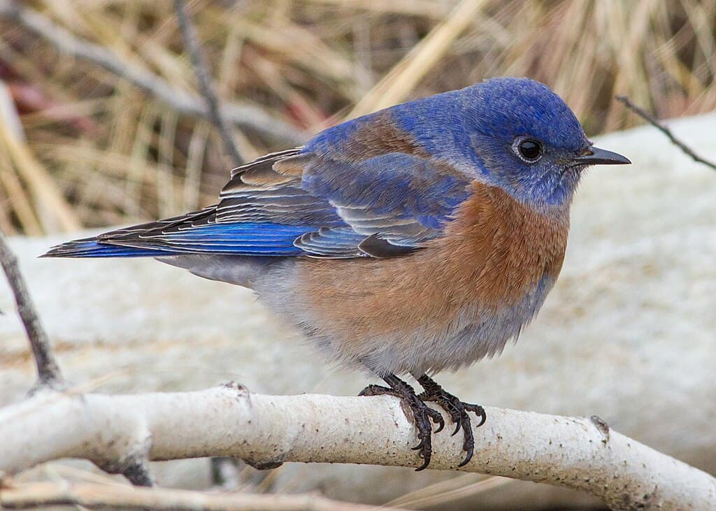 Oiseau bleu occidental