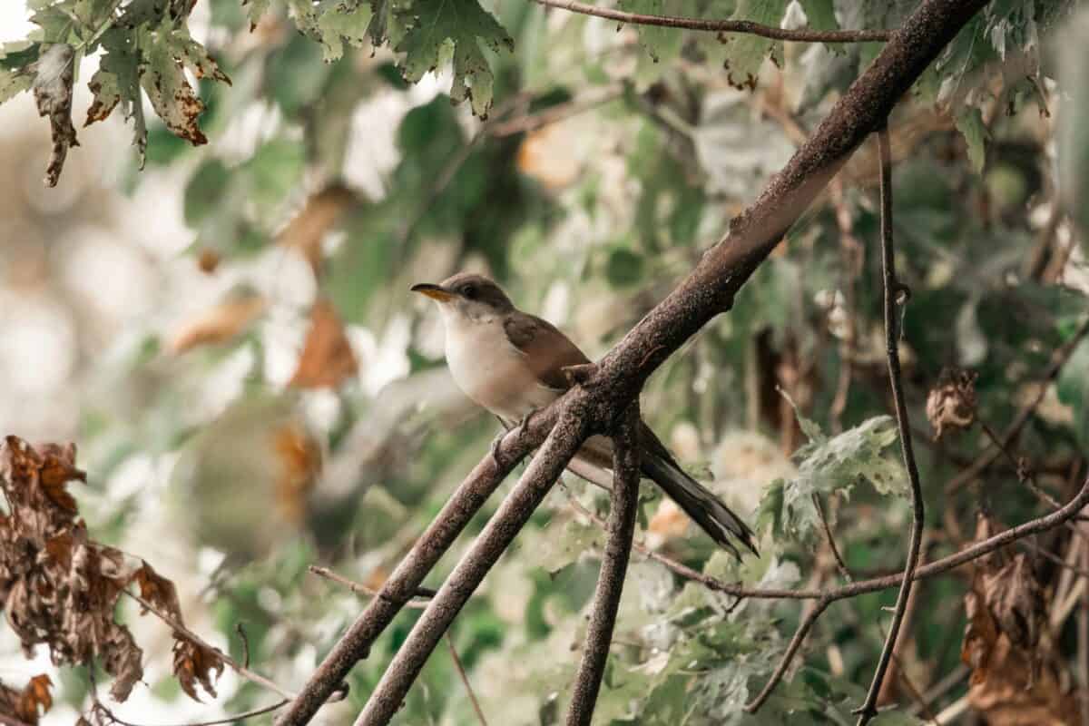 oiseau blanc et marron sur une branche d'arbre marron pendant la journée