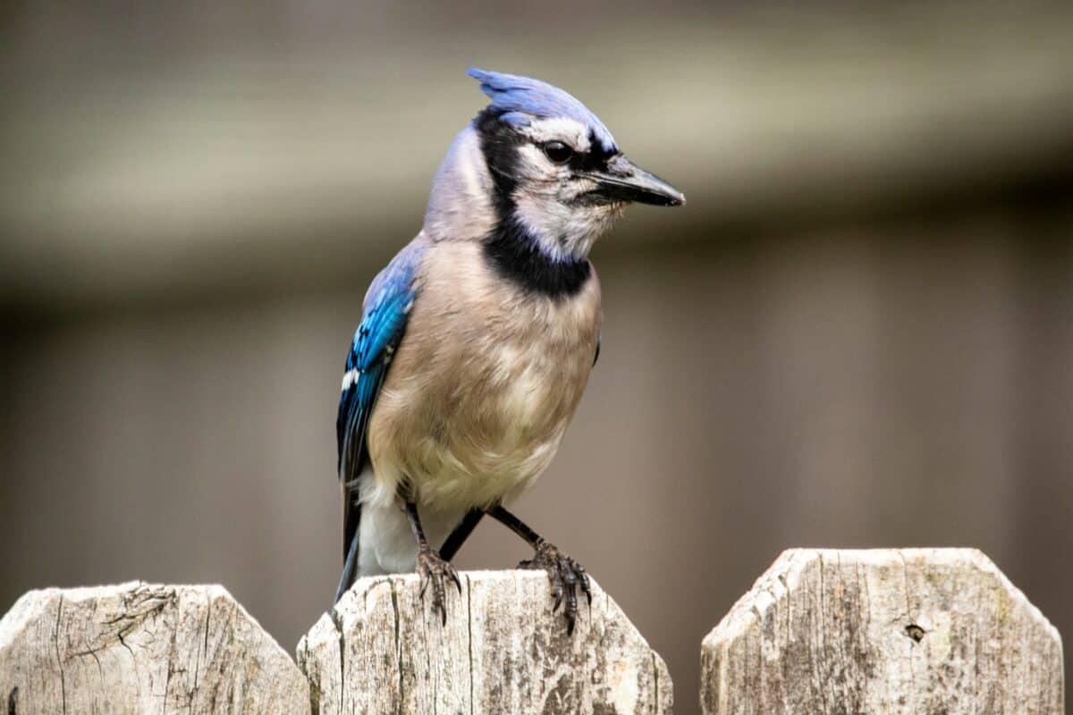 Les geais bleus peuvent imiter les cris d'autres oiseaux.