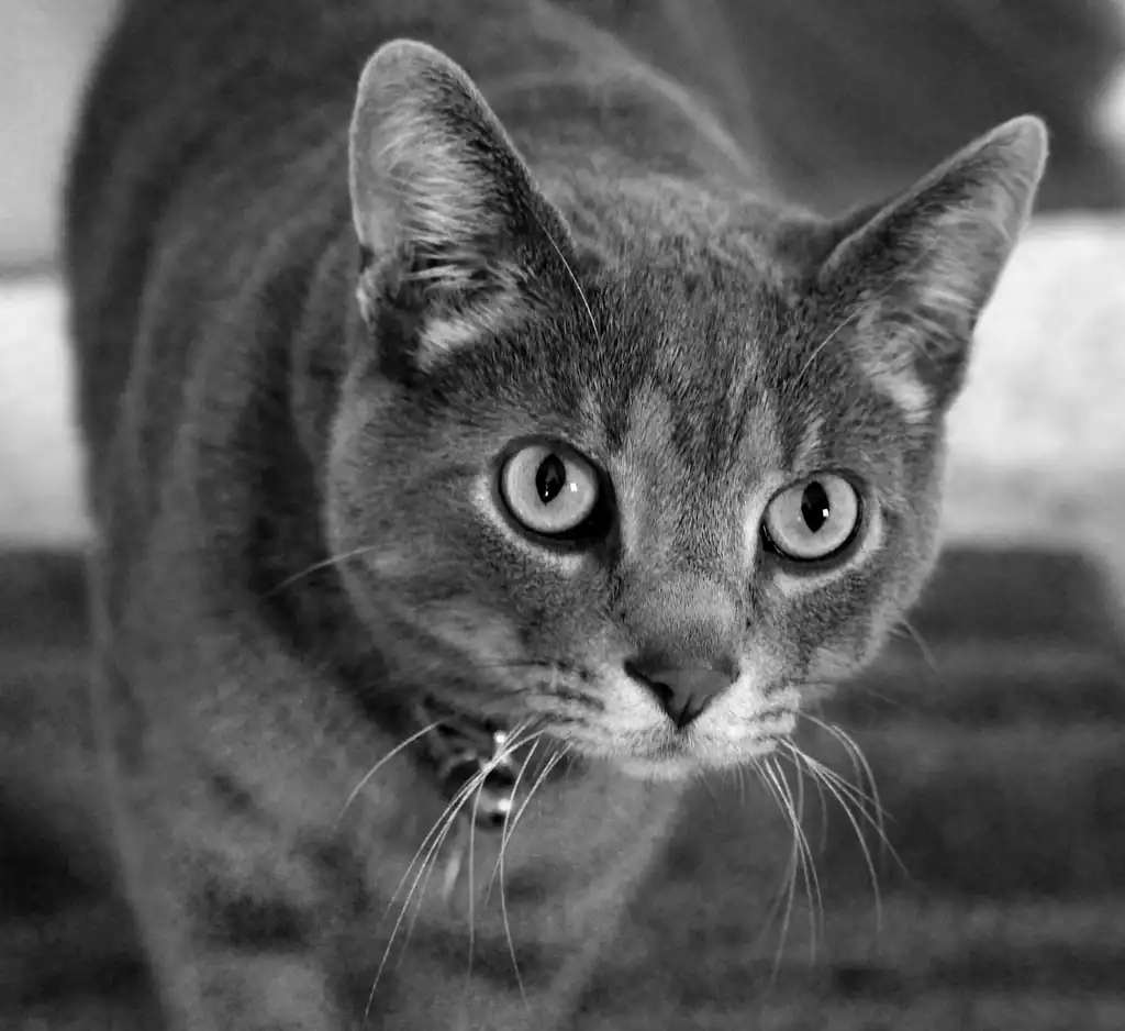 3 yeux brillants et alertes (crédits image : rawpixel)