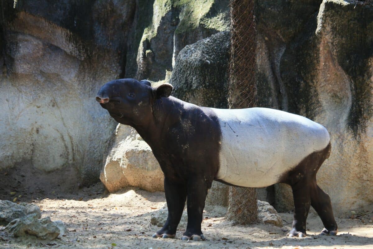 tapir