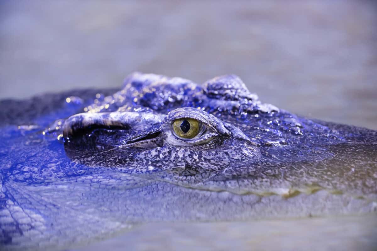 Crocodile siamois