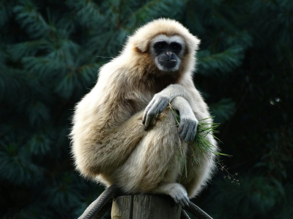 Gibbon de Hainan