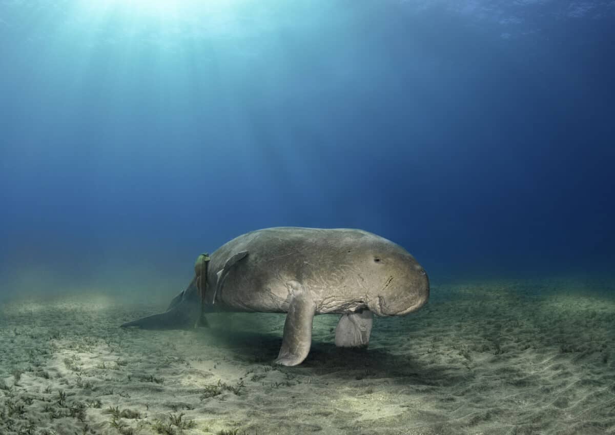 Dugong Big Sea Cow dans une eau bleue sous le soleil