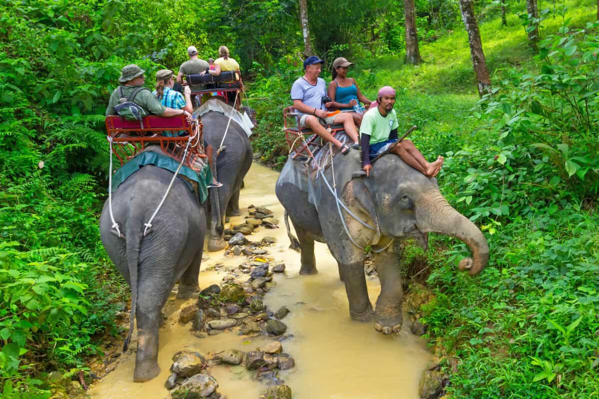 Usage éditorial uniquement Supprimer BG Enregistrer Partager Exemple de randonnée à dos d'éléphant dans le parc national de Khao Sok