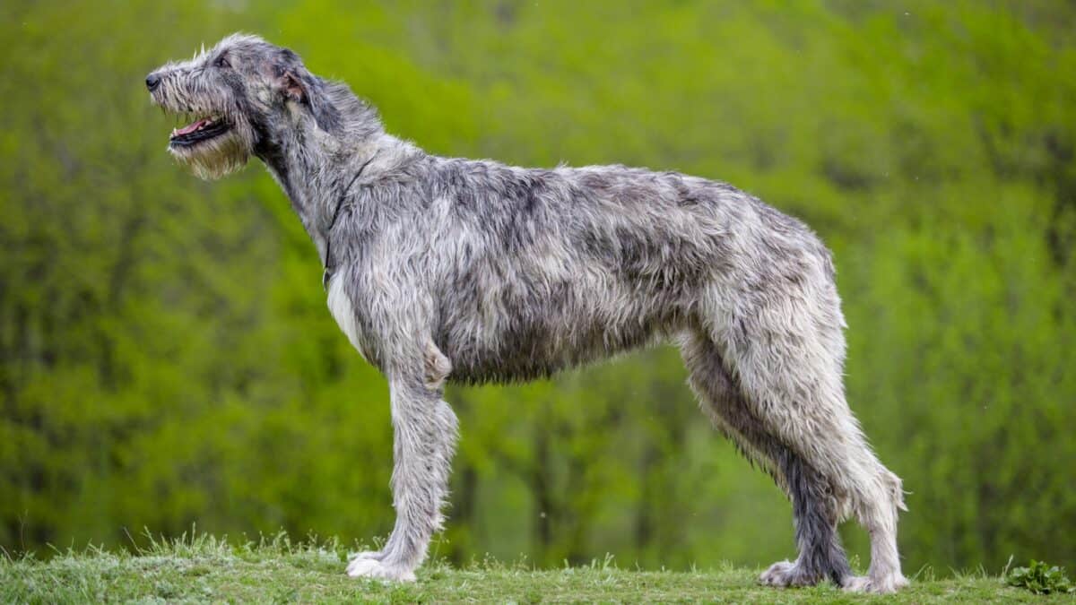Lévrier irlandais