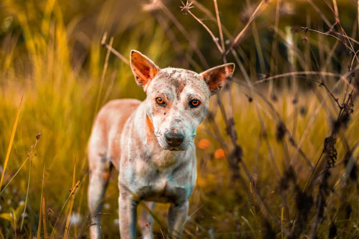 Triste chien errant avec des problèmes de peau debout dans un pré doré au coucher du soleil.