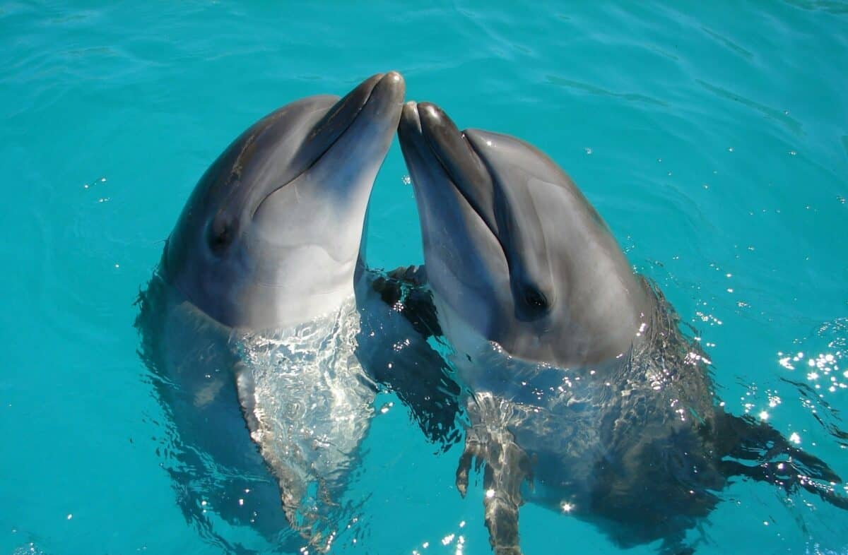 quelques dauphins nagent dans l'eau