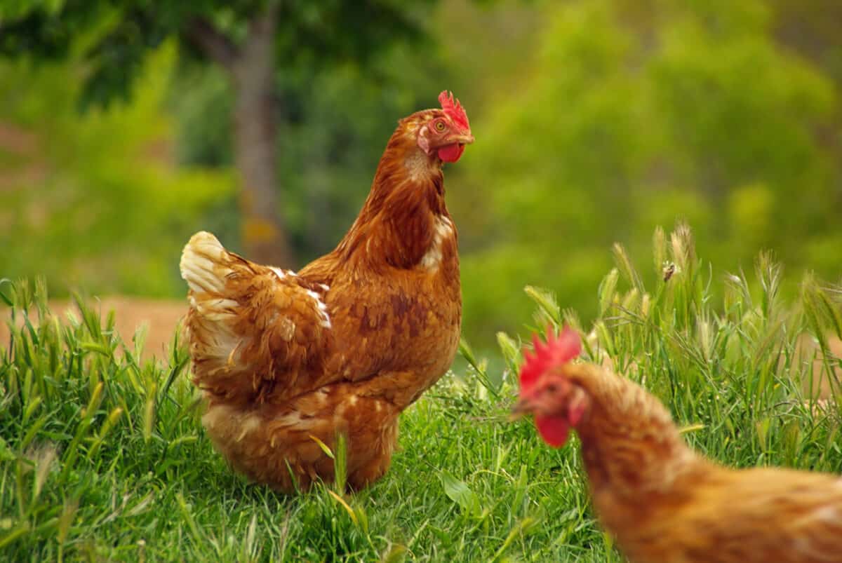 Poulet