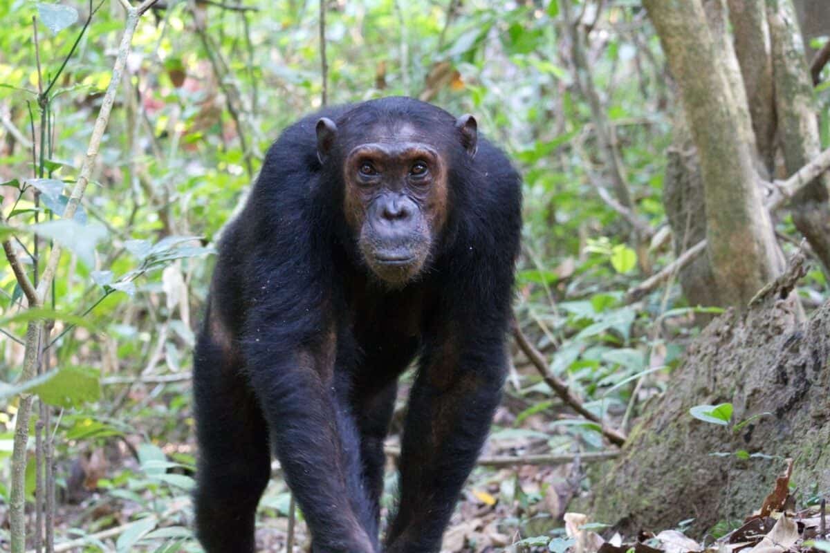 photographie de mise au point sélective d'un singe noir entouré d'arbres pendant la journée